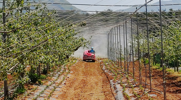 지난해 5월 고북면에 위치한 한농원(사과농장)에서 과수화상병 방제약제를 살포하는 모습