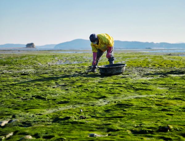 지난 18일 감태 채취 모습