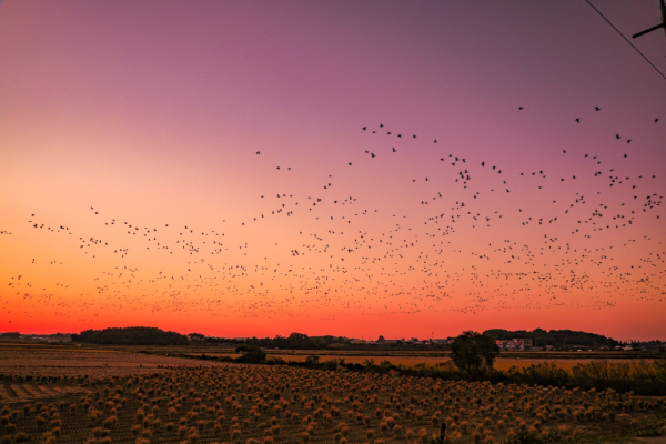 소들섬 인근 철새 사진