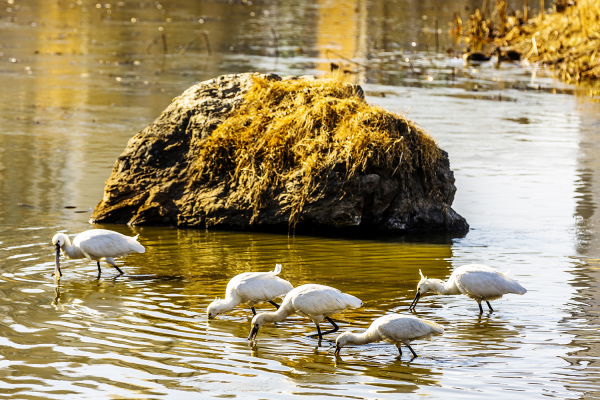노랑부리저어새  및 청둥오리 등이 지난 1월 29일