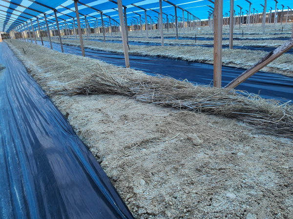 인삼건조피해/충남농업기술원 제공