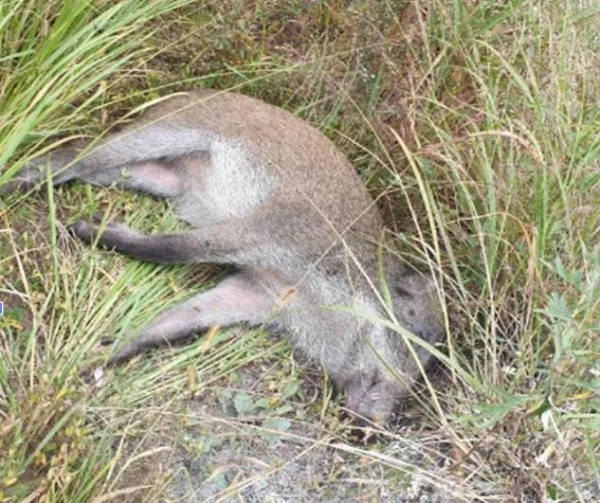 아프리카 돼지열병 바이러스가 검출된 야생멧돼지(환경부 제공)