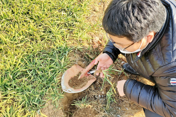 농촌지도사가 지난 18일 인지면 산동리 보리포장에서 보리생육재생기를 조사하는 모습