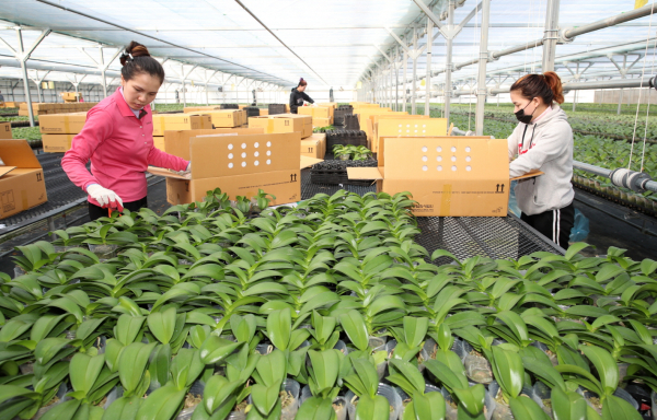 태안읍의 한 농가에서 수출용 호접란을 포장하는 모습(2020년 12월 14일).