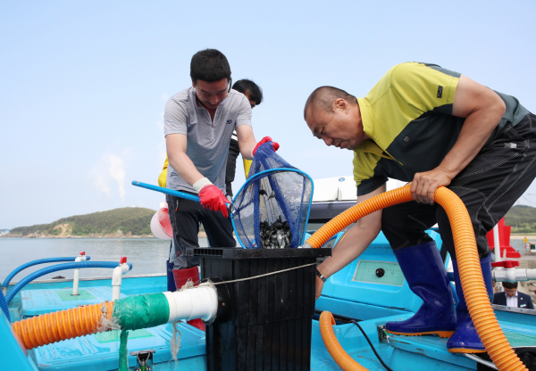 넙치 치어 방류(2019. 6.)