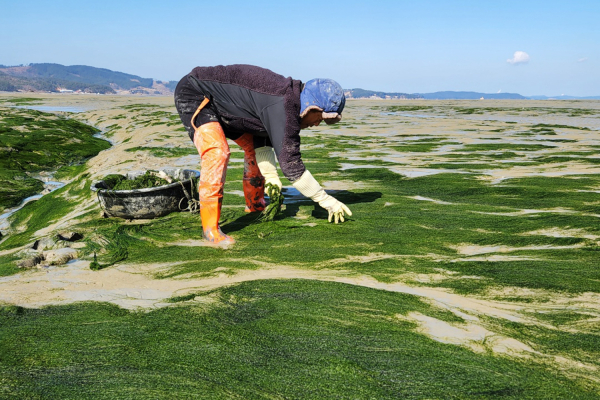 가로림만 인근에 펼쳐진 서산 감태를 채취하는 모습
