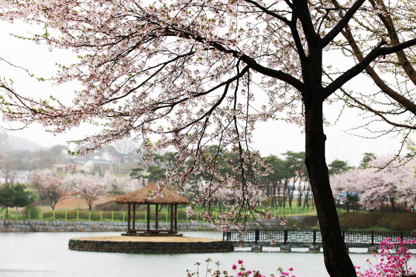 면천면 골정지 벚꽃