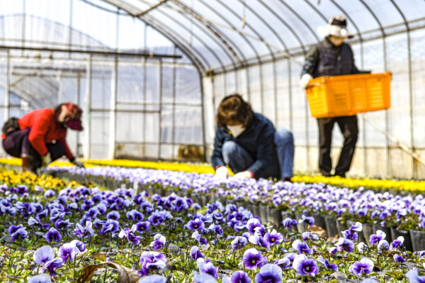 팬지, 비올라, 패랭이 3만본, 정생동 양묘장에서 도심 도로변으로 이식 준비 한창