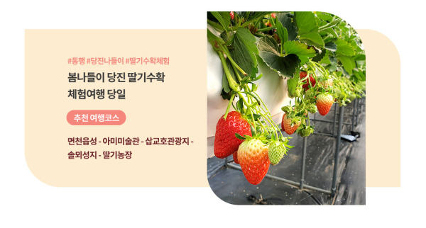 투어 홍보(봄나들이 딸기수확체험)