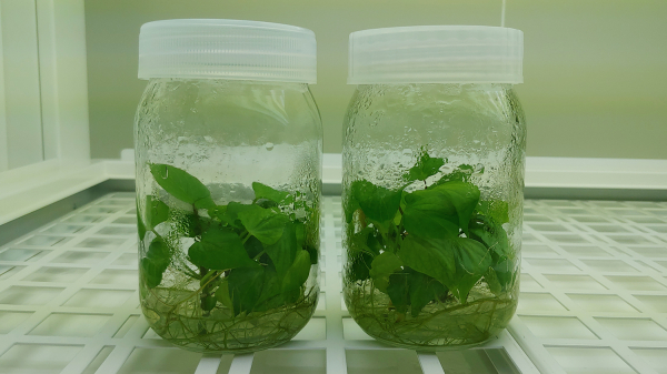 서산시농업기술센터에서 증식 중인 고구마 무병묘