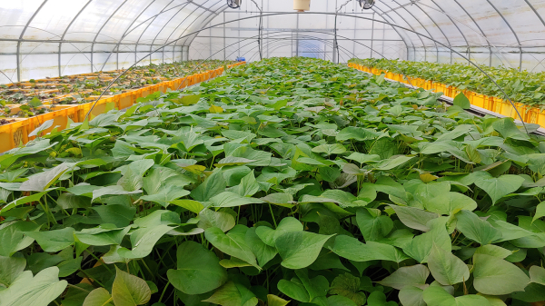 서산시농업기술센터에서 증식 중인 고구마 무병묘