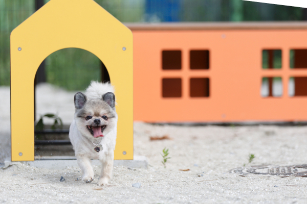 강아지가 반려견 놀이터에서 뛰어노는 모습