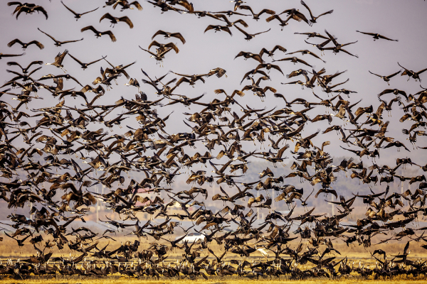 천연기념물 제228호인 흑두루미 군무 모습