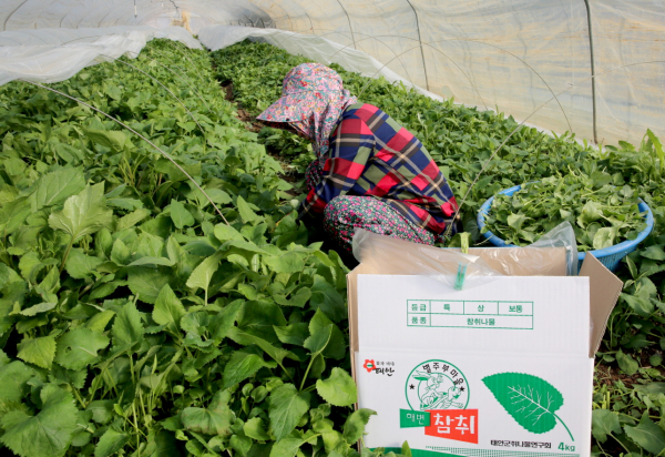 지난 21일 남면의 한 농가에서 취나물을 수확하고 있는 모습