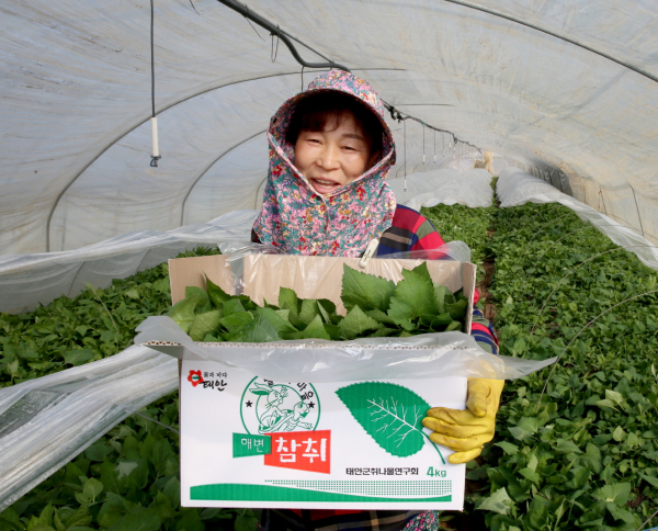 지난 21일 남면의 한 농가에서 취나물을 수확하고 있는 모습