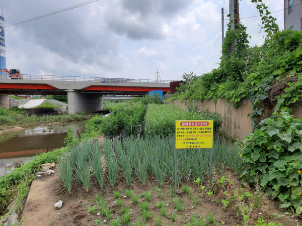 하천 불법 경작물