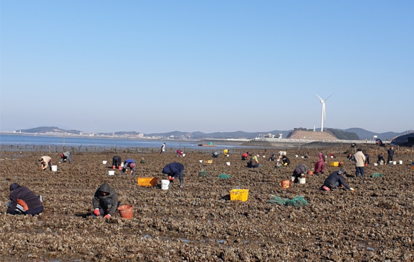 어촌계 사진/충남도 제공