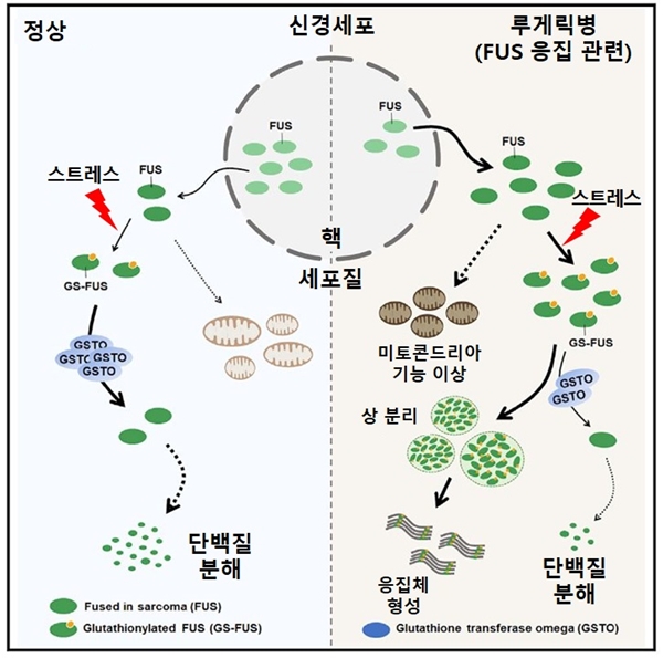 루게릭병 발병과정에서 FUS 단백질 응집이 촉진되는 원리