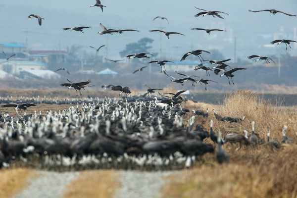 천수만에 도래한 흑두루미 무리(3월 中)