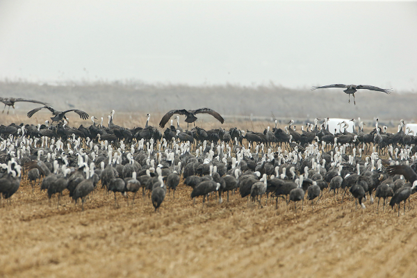 천수만에 도래한 흑두루미 무리(3월 中)