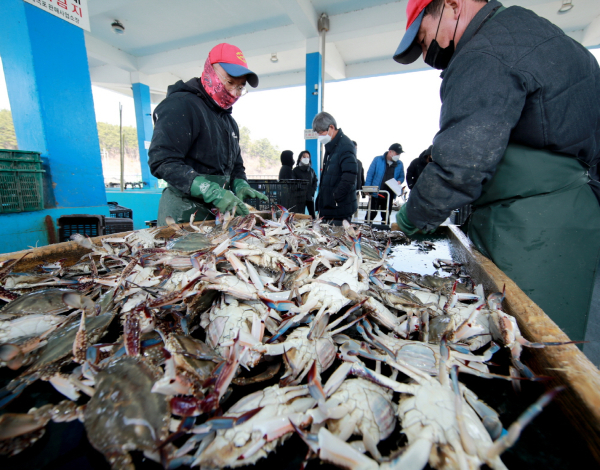 지난 20일 근흥면 채석포항에 들어온 꽃게 모습.