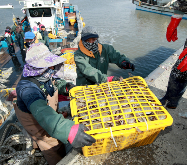 지난 20일 근흥면 채석포항에 들어온 꽃게 모습.