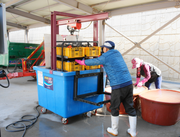 볍씨 온탕소독 모습.