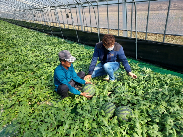 부여 저석리 김관식농가 첫 출하 수박 생산 장면