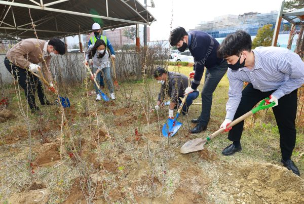 5일, 세종시교육청 직원들이 청사 주변에서 나무를 심고 있다.