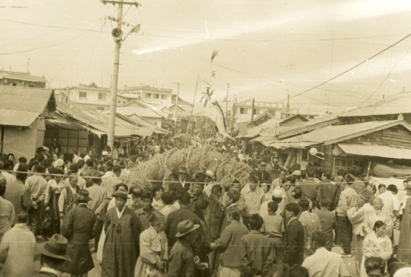 기지시줄다리기박물관에서 소장 중인 1972년 기지시줄다리기 사진