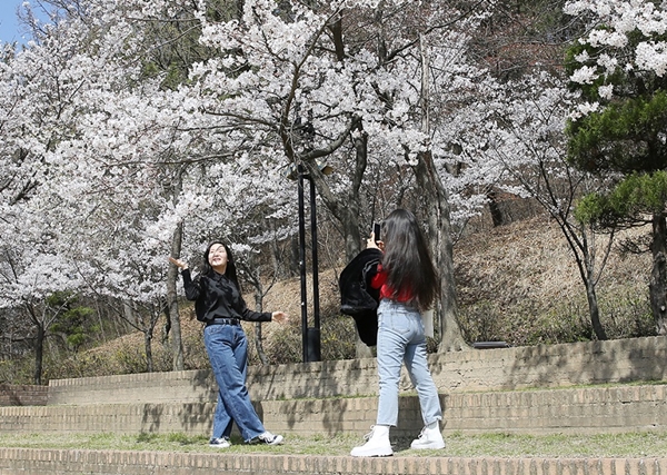 목원대 학생들이 벚꽃나무 아래서 사진을 촬영하고 있다.