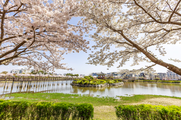 서산중앙호수공원 벚꽃 모습