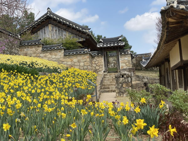 추사고택 내 수선화/예산군 제공