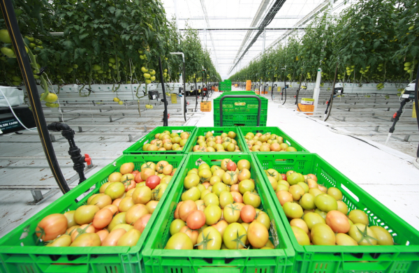 지난 12일 원북면에 위치한 스마트팜 온실에서 수확된 토마토.
