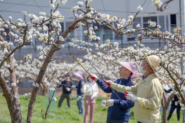 농업지원정책관련 일손돕기 봉사활동 모습