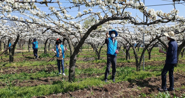 농어촌공사 아산지사 직원들이 배 화접을 하고 있다