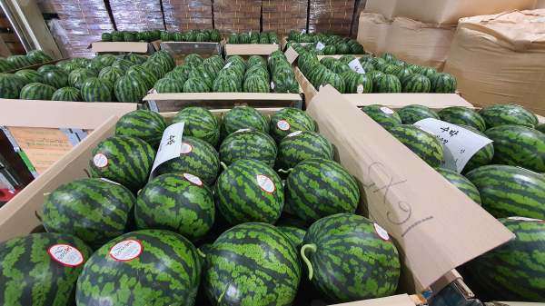 청양군 수박브랜드 '칠갑마루' 출하모습/청양군 제공