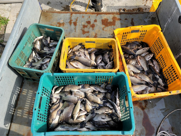 붕어채집모습/예산군 제공