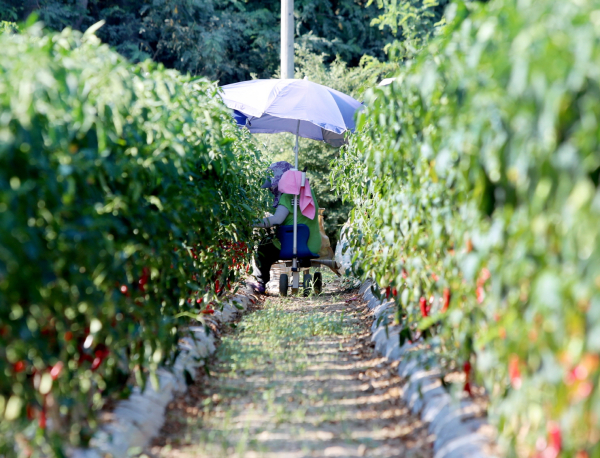 편의장비를 사용해 고추를 수확하는 모습.