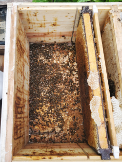 부석면 양봉농가 피해 모습(5월 2일)