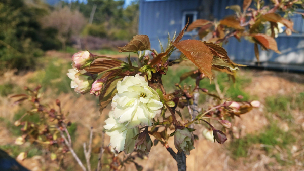 지난 4월 서산시농업기술센터 실증포에 식재된 청벚꽃 접목묘