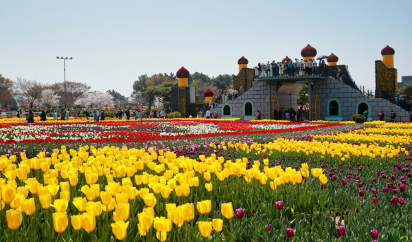 꽃지 코리아플라워파크 튤립축제