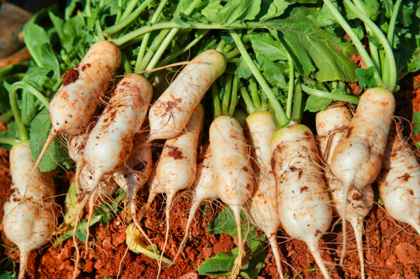 태안 황토총각무 수확