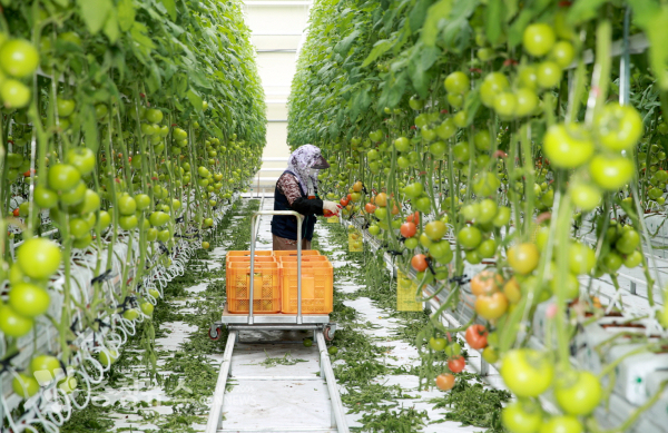 태안 스마트팜에서 토마토를 수확하는 모습.