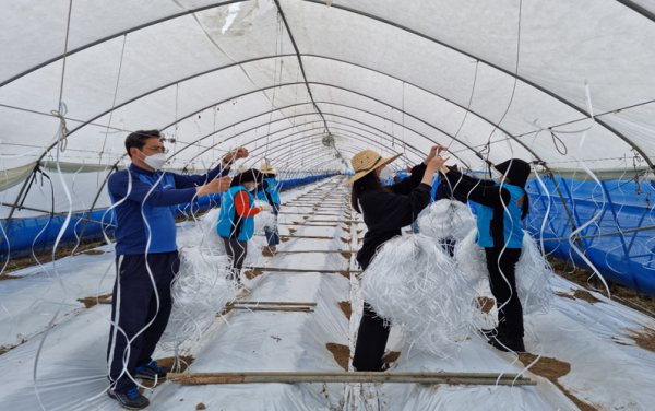 18일, 청양군 남양면 소재 멜론 재배농가를 방문하여 농촌일손돕기 실시