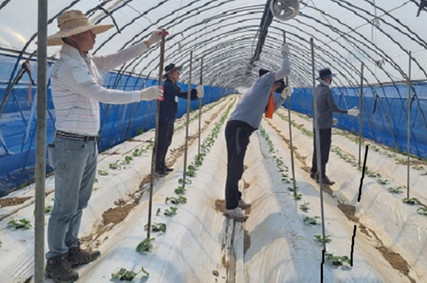 18일, 청양군 남양면 소재 멜론 재배농가를 방문하여 농촌일손돕기 실시