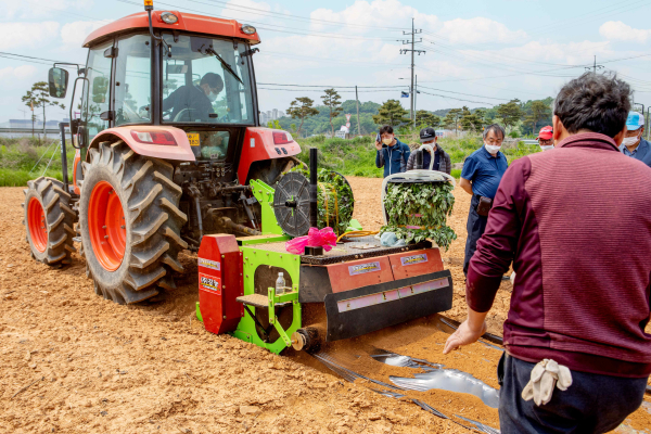 고구마 정식기 연시회 현장