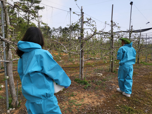사과 과원 과수화상병 예찰 중인 사진