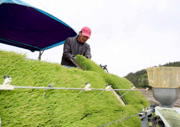 모 수급 알선창구 운영(지난해 원북면 동해리 첫 모내기)