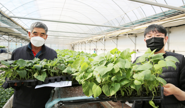 고구마 조직배양묘를 분양받은 농업인 모습.